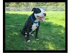 American Pit Bull Terrier Mix DOG FOR ADOPTION RGADN-1280069 - Vinny *FOSTER