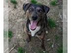 Mountain Cur Mix DOG FOR ADOPTION RGADN-1280071 - Nacho *FOSTER HOME NEEDED* -