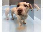 American Staffordshire Terrier Mix DOG FOR ADOPTION RGADN-1280073 - Maverick -