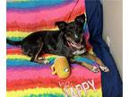 Australian Shepherd Mix DOG FOR ADOPTION RGADN-1280077 - LEXIE - Australian