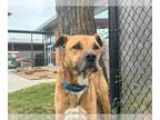 Black Mouth Cur Mix DOG FOR ADOPTION RGADN-1280113 - CHURRO - Black Mouth Cur /