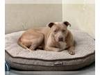 American Pit Bull Terrier Mix DOG FOR ADOPTION RGADN-1280114 - Rocco - American