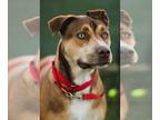 Huskies Mix DOG FOR ADOPTION RGADN-1280118 - Skye - Husky / Mixed Dog For