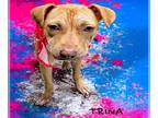 American Pit Bull Terrier Mix DOG FOR ADOPTION RGADN-1280125 - TRINA - Pit Bull
