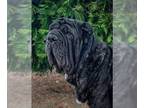 Neapolitan Mastiff DOG FOR ADOPTION RGADN-1280133 - Bellona - Neapolitan Mastiff