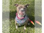 American Staffordshire Terrier Mix DOG FOR ADOPTION RGADN-1280136 - LOLA -