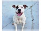 American Pit Bull Terrier DOG FOR ADOPTION RGADN-1280153 - GLENDA - Pit Bull