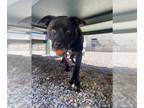 Labrador Retriever Mix DOG FOR ADOPTION RGADN-1280168 - TOBY - Labrador