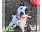 American Pit Bull Terrier Mix DOG FOR ADOPTION RGADN-1280169 - Ace - American