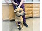 American Staffordshire Terrier-Boxer Mix DOG FOR ADOPTION RGADN-1280171 - Sergie