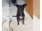 American Pit Bull Terrier Mix DOG FOR ADOPTION RGADN-1280180 - Aline - American