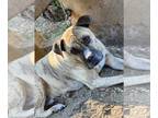 American Bandogge mastiff DOG FOR ADOPTION RGADN-1280182 - Rocky - Pit Bull