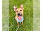 Collie Mix DOG FOR ADOPTION RGADN-1280185 - NAAN - Collie / Shepherd / Mixed