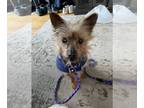 Silky Terrier DOG FOR ADOPTION RGADN-1280186 - Sparky - Silky Terrier (long