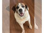 Saint Bernard DOG FOR ADOPTION RGADN-1280187 - Marmaduke - Saint Bernard (long
