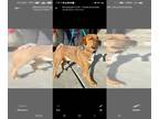 Carolina Dog Mix DOG FOR ADOPTION RGADN-1280189 - Little "Buddy" Brown Dog -