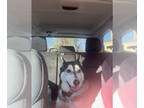 Mix DOG FOR ADOPTION RGADN-1280191 - Pierre - Husky (medium coat) Dog For