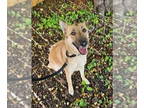 German Shepherd Dog Mix DOG FOR ADOPTION RGADN-1280192 - Liberty ("Libby") -