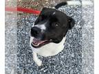 Labrador Retriever Mix DOG FOR ADOPTION RGADN-1280195 - Otis: Courtesy post; not