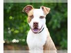 Staffordshire Bull Terrier Mix DOG FOR ADOPTION RGADN-1280196 - ATEN -