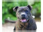 Boxer Mix DOG FOR ADOPTION RGADN-1280203 - GUS - Boxer / Mixed (medium coat) Dog