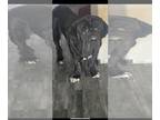 Neapolitan Mastiff DOG FOR ADOPTION RGADN-1280204 - Manzo - Neapolitan Mastiff