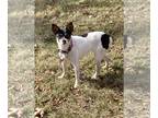 Rat Terrier DOG FOR ADOPTION RGADN-1280208 - Carolyn - Rat Terrier (short coat)