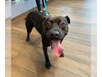 Labrador Retriever Mix DOG FOR ADOPTION RGADN-1280211 - Cassidy - Labrador