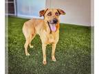 Shepradors DOG FOR ADOPTION RGADN-1280215 - CHAI - German Shepherd Dog /