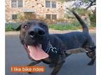 Boxador DOG FOR ADOPTION RGADN-1280223 - Georgie - Boxer / Labrador Retriever /