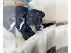 Retriever Mix DOG FOR ADOPTION RGADN-1280238 - Ezzie - Retriever / Mixed (short