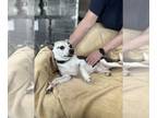 Rat Terrier Mix DOG FOR ADOPTION RGADN-1280242 - Oreo (yoyo) - Rat Terrier /