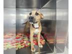 American Pit Bull Terrier DOG FOR ADOPTION RGADN-1280243 - Bonita - American Pit