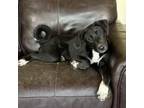 Adopt Willow a Great Pyrenees, Labrador Retriever