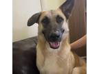 Adopt April a German Shepherd Dog, Mixed Breed