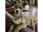 Adopt Star a Dutch Shepherd, Mixed Breed