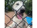 Adopt Cami a Great Pyrenees, Labrador Retriever