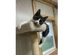 Adopt Buster a Domestic Medium Hair
