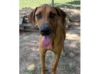 Adopt Scooby a Hound, Mixed Breed