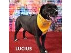 Adopt Lucius a Pit Bull Terrier