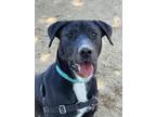 Adopt Encore a Pit Bull Terrier, Labrador Retriever