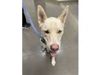 Adopt Maui a Husky, German Shepherd Dog