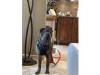 Adopt Lobot a Shar-Pei