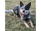 Adopt ARCHIE a Australian Cattle Dog / Blue Heeler