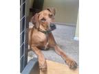 Adopt Thrasher a Boxer, Doberman Pinscher
