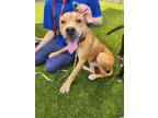 Adopt Baxter a Retriever, Mixed Breed