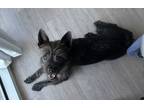 Adopt Donnie a Cairn Terrier