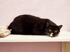 Adopt Spot a Domestic Short Hair