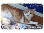 Adopt Prince a Tabby, Domestic Short Hair
