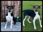 Adopt Jessie a Rat Terrier, Mixed Breed